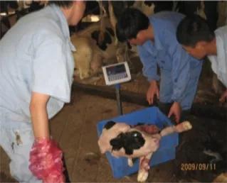 犊牛饲养管理三个原则,犊牛饲养原则