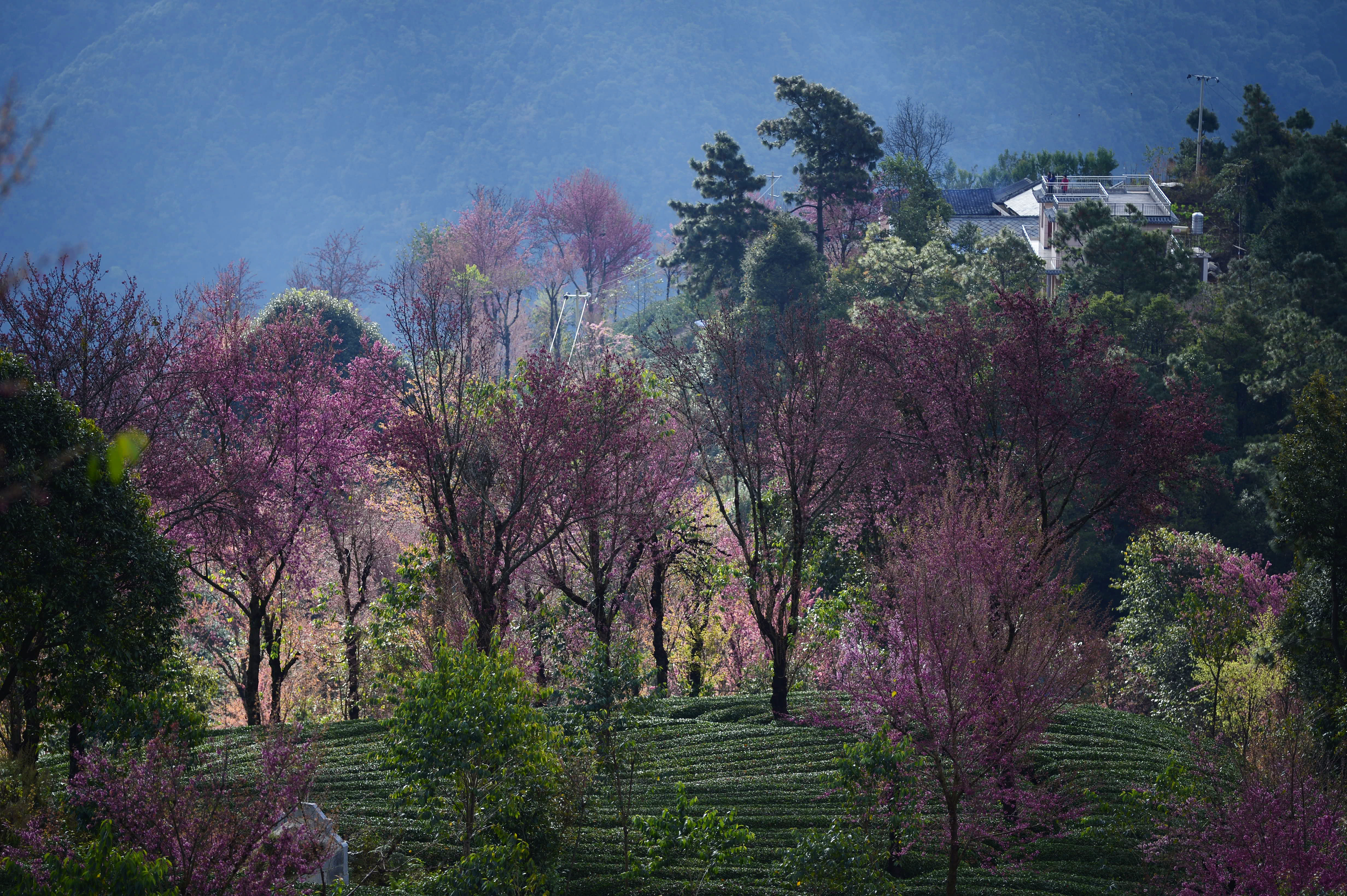 2023腾冲看银杏最佳时间,腾冲看银杏树旅游攻略