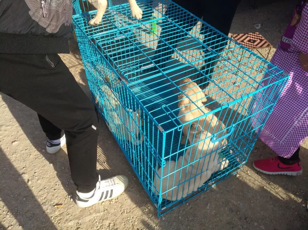 拉布拉多批发价,拉布拉多犬100元出售