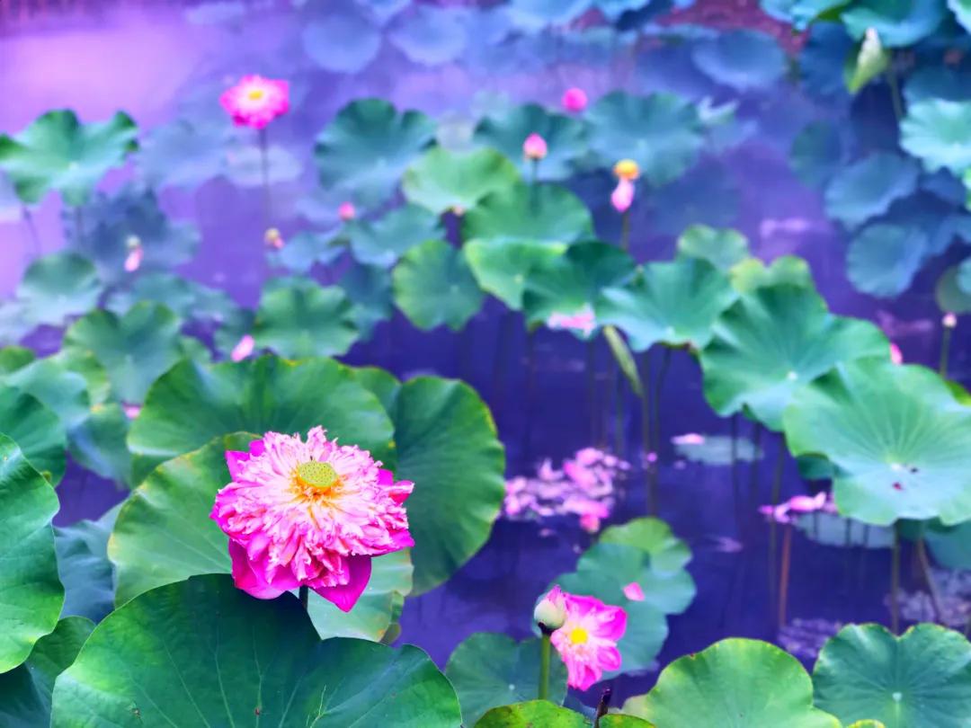 夏季最美荷花在哪里,山东最漂亮的荷花