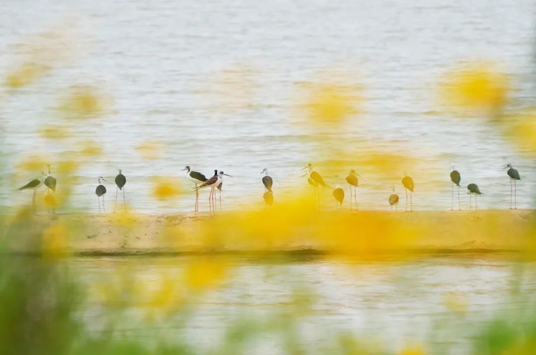 开远凤凰生态公园,开远市凤凰生态公园面积多少