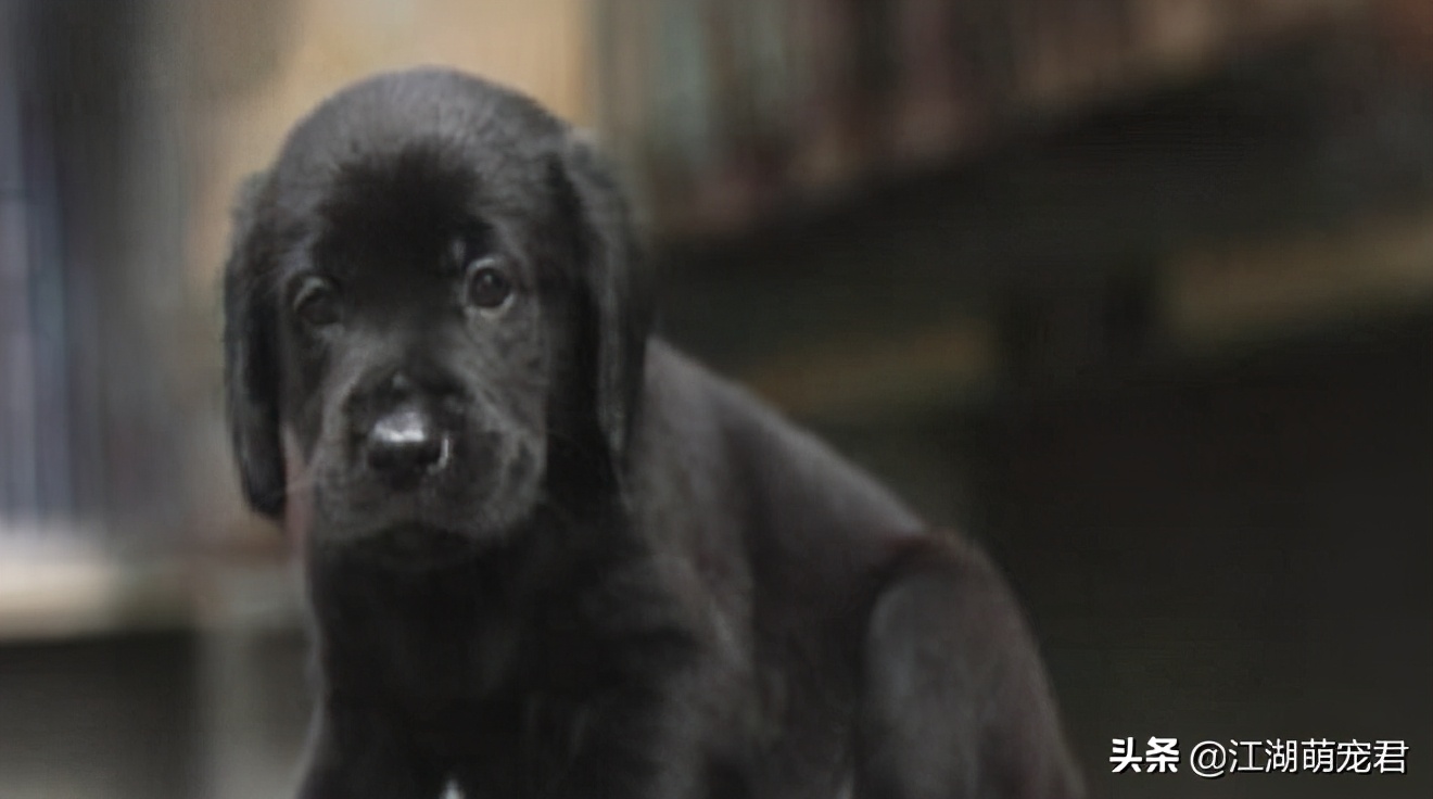 拉布拉多黑色好还是黄色的好,为什么黄色拉布拉多生的黑色崽