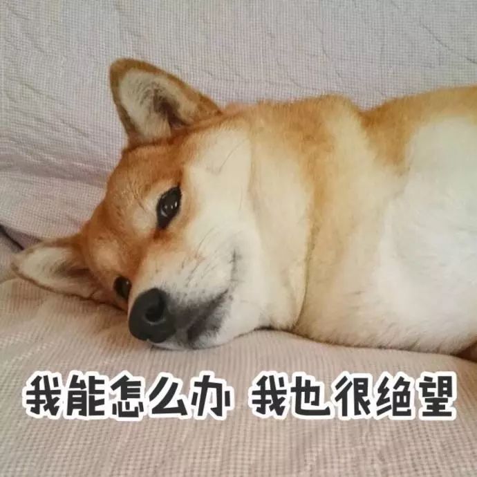 狗子绝育后的绝望,狗子绝育是不是就安稳了