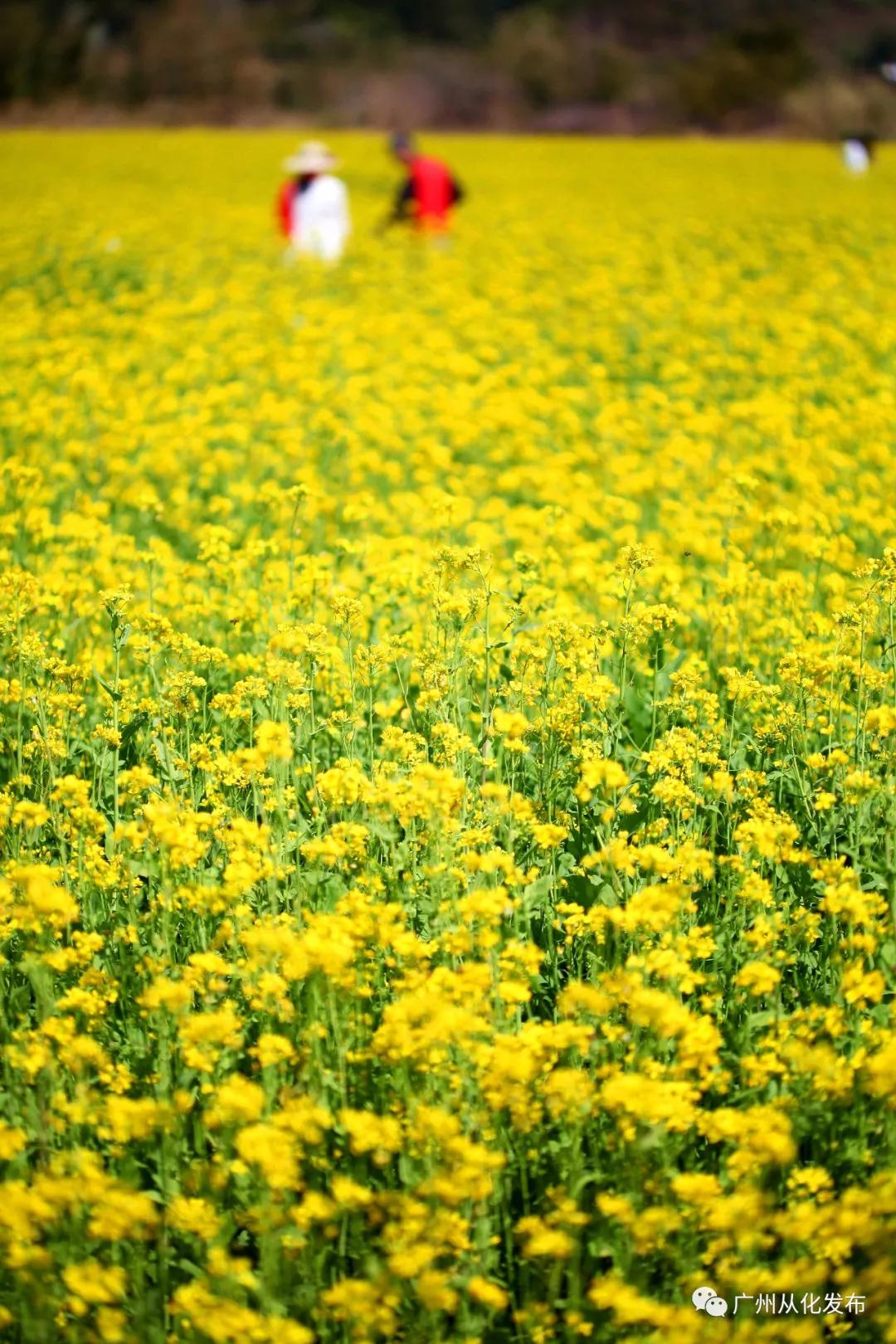 从化吕田美食攻略,从化吕田特色美食有哪些