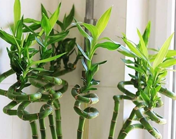 转运竹叶子发黄怎么办水养,转运竹叶子发黄怎么办妙招
