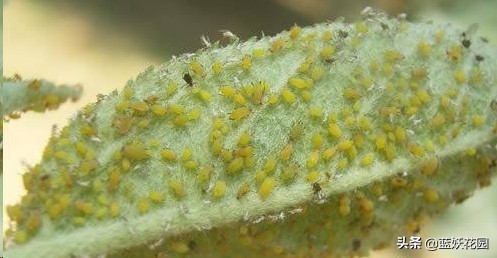 月季花苞上有蚜虫要如何处理,月季生蚜虫怎么处理