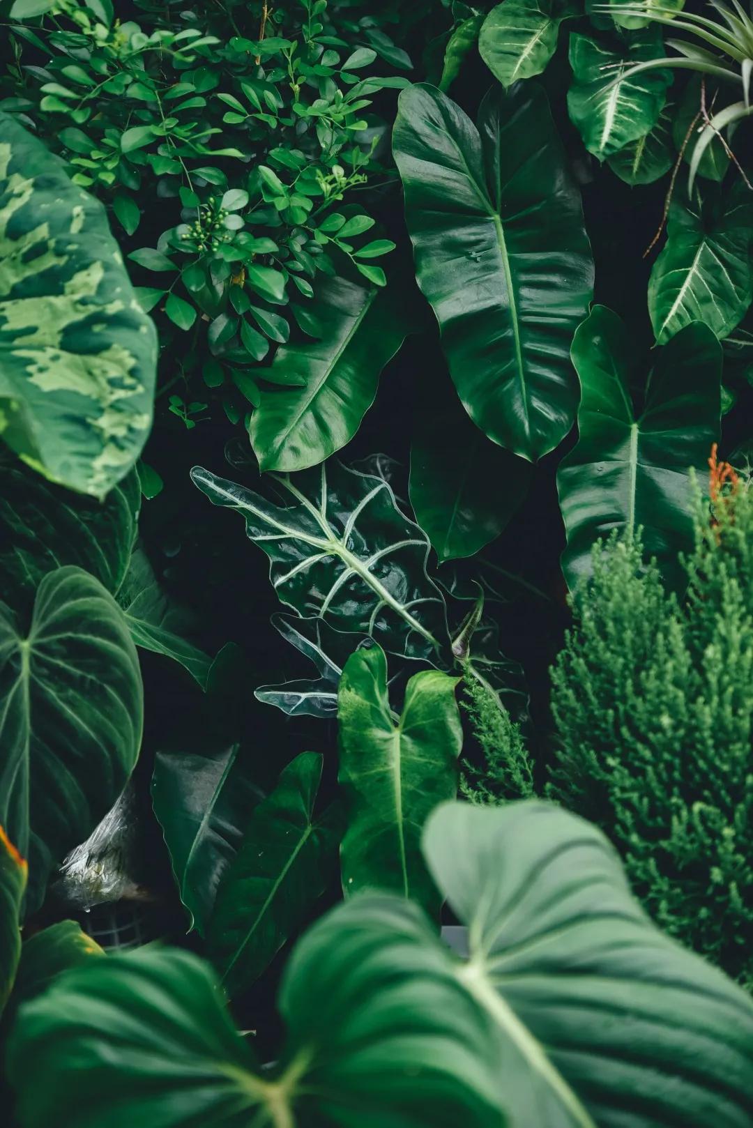没花园怎么种花？从东北到广东，4位大神在室内种出植物园，绝美