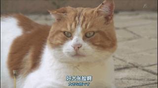 大家都在争抢猫爪杯？吸猫的最高境界，带着摄影机“猫步走天下”