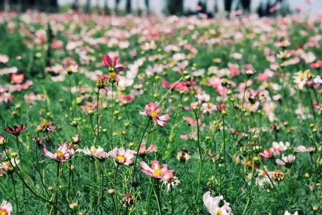 她的美是你无法企及的,她的美是不可方物的美