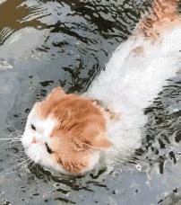 夏季猫咪待在阳台怎么降温,猫咪物理降温正确方法