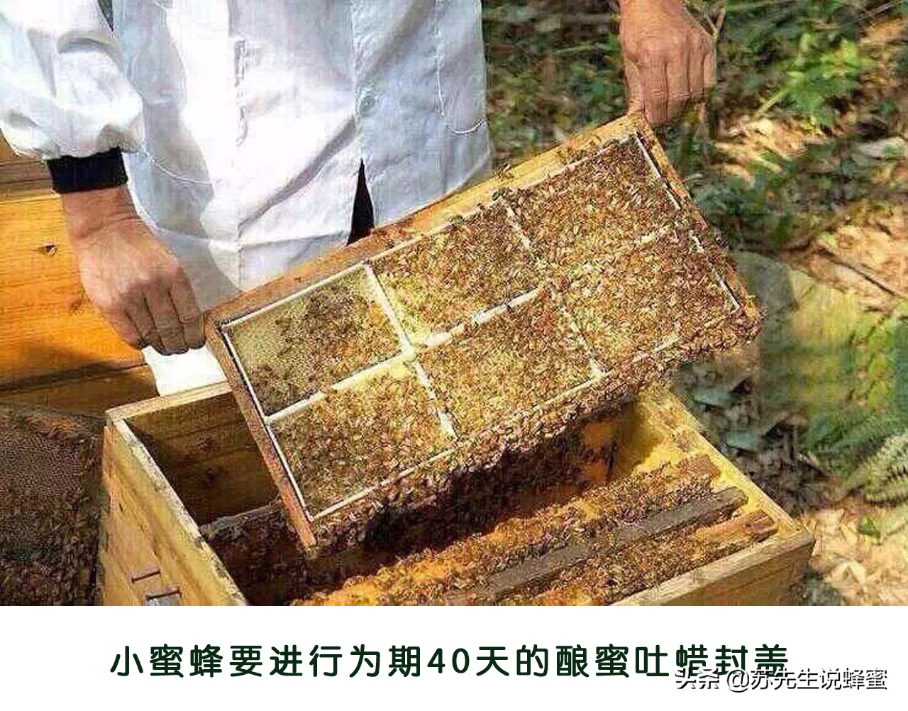 怎样辨别真蜂蜜假蜂蜜,怎么简单分辨假蜂蜜