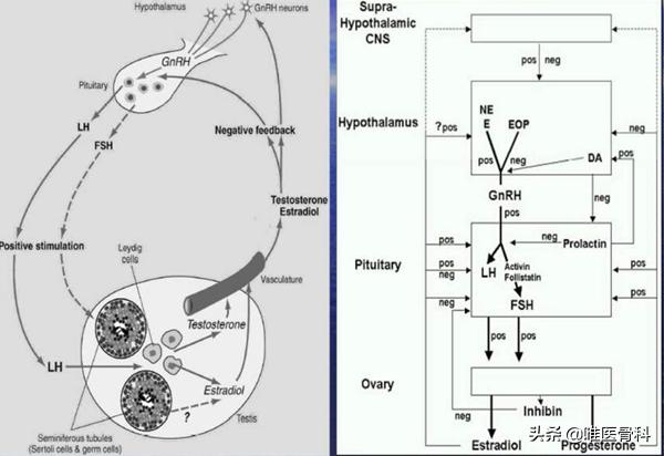 孩子出现发育异常，医生告诉你：可能是这几种原因导致