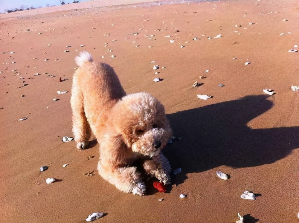 泰迪犬焦虑怎么办,泰迪犬生理缺陷
