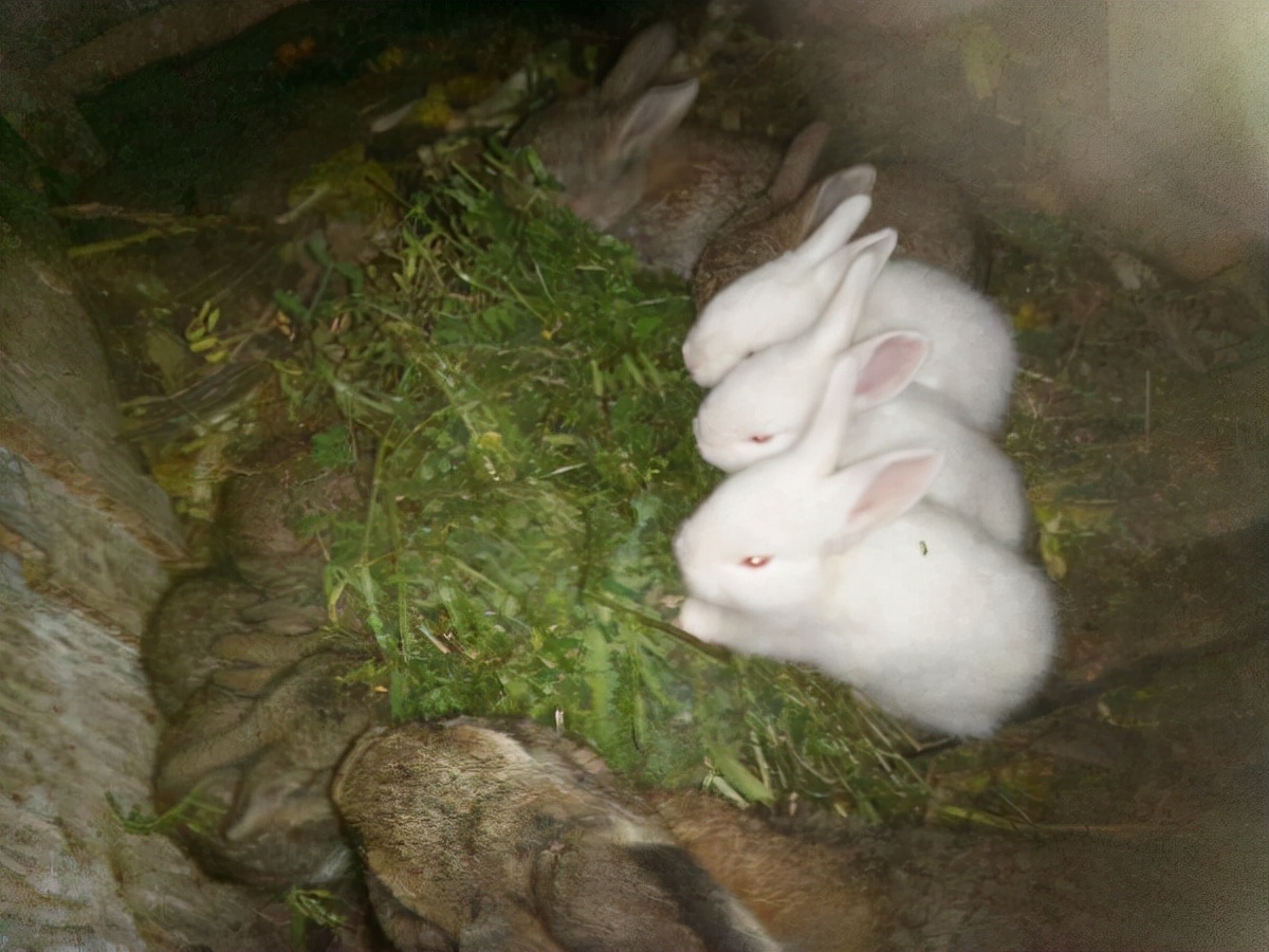 90后回家创业肉兔养殖,00后在农村创业养殖兔业