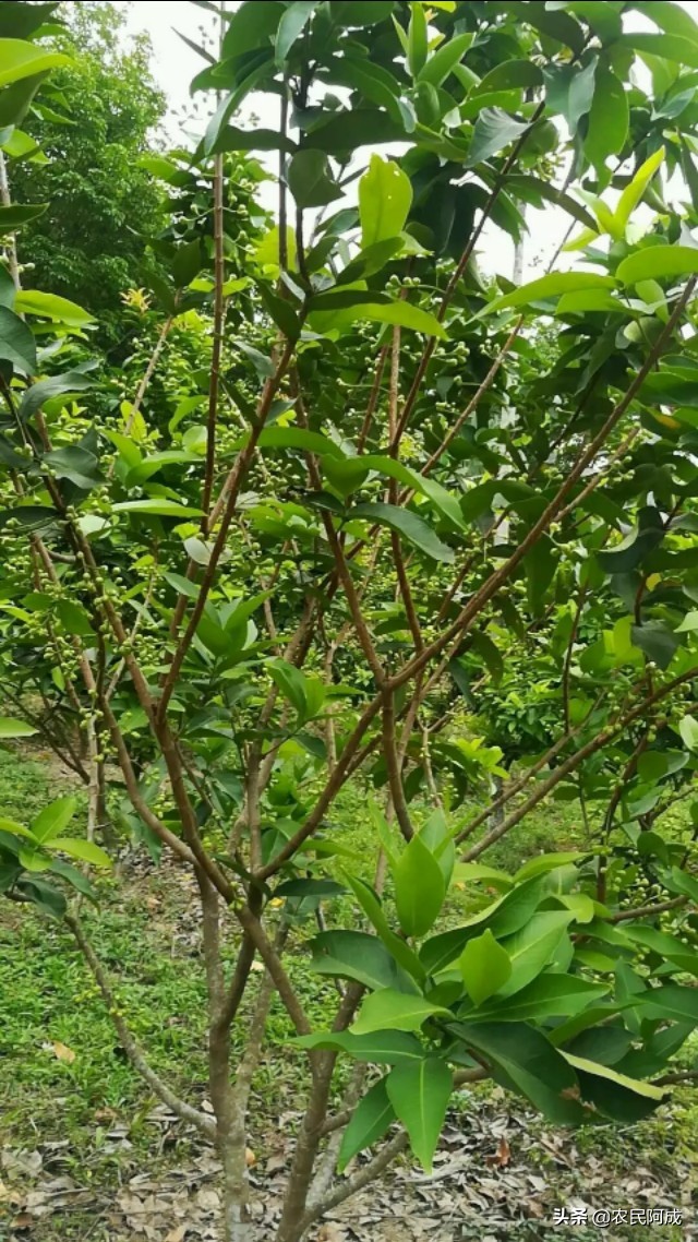 莲雾果套袋过后如何管理,莲雾果多大才疏果