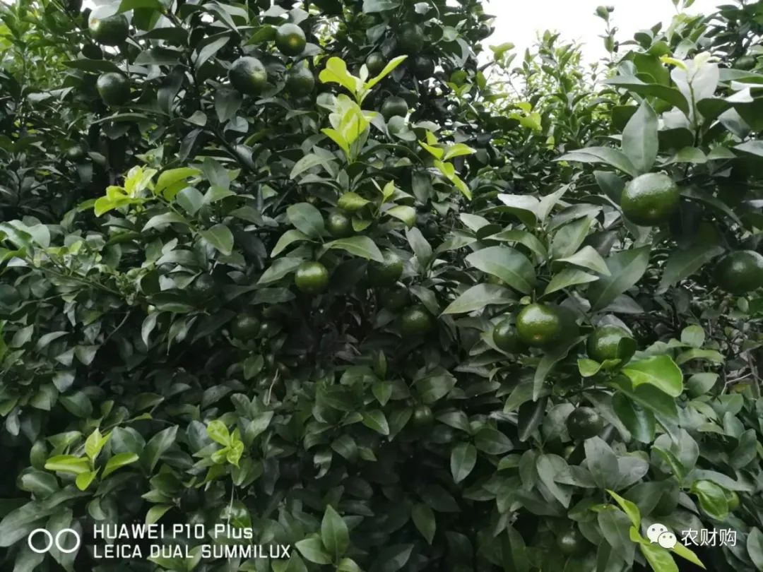 到底什么时候打着色剂好？用了几年的果农告诉你，实际效果如何