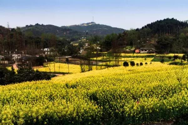 四川过年油菜花风景视频,3月去四川哪里看油菜花