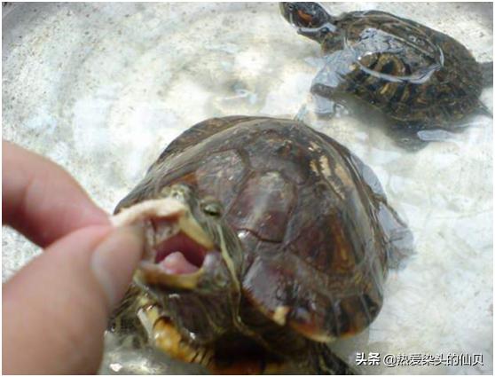 新龟到家不开眼,新龟到家不吃食泡什么药