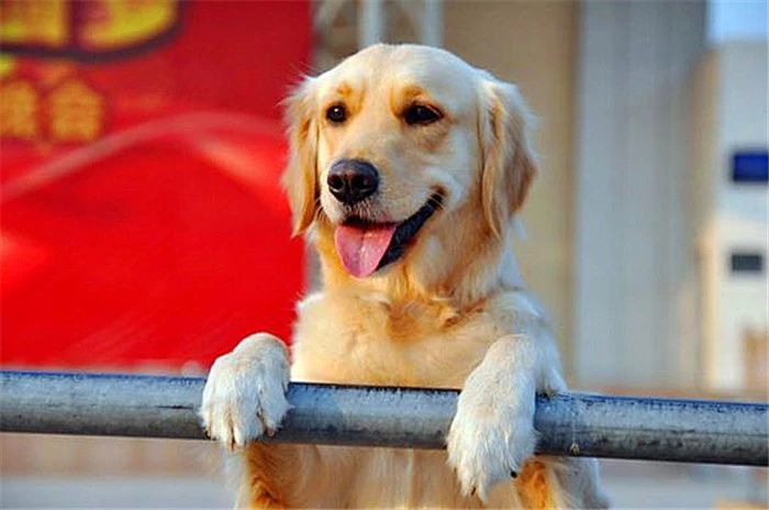 金毛性格很急躁怎么办呀,金毛的脾气很暴躁怎么办