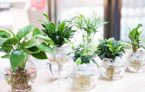 这3种花怕黄叶烂根,这些花不用浇水也能开花