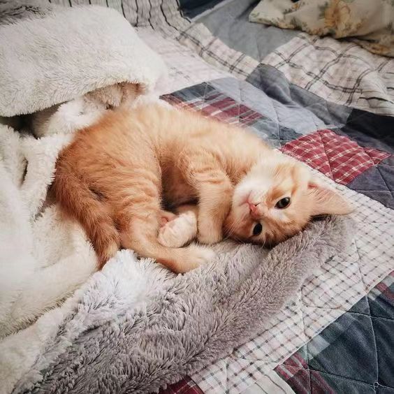 和外国人结婚后出国,跟外国人结婚后代会怎样