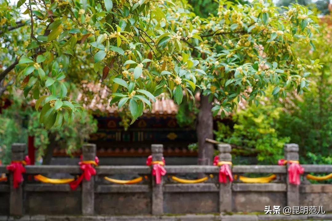 桂花落雨满园香|来黑龙潭公园感受初秋的气息
