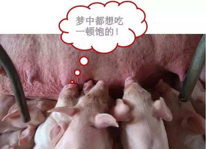 用缩宫素给母猪催奶一天打几次,母猪催奶缩宫素配什么效果好