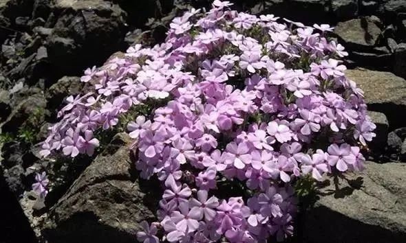 岩石花园景区,岩石园常用花卉