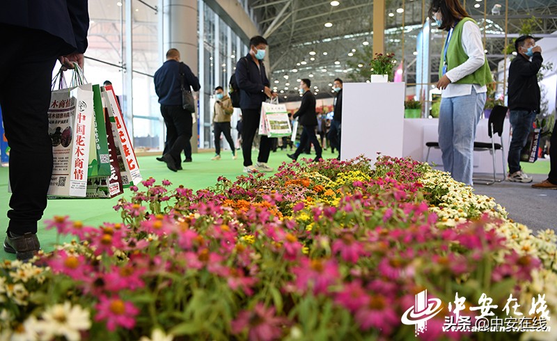 2020年中国合肥苗木交易会,2012中国合肥苗交会