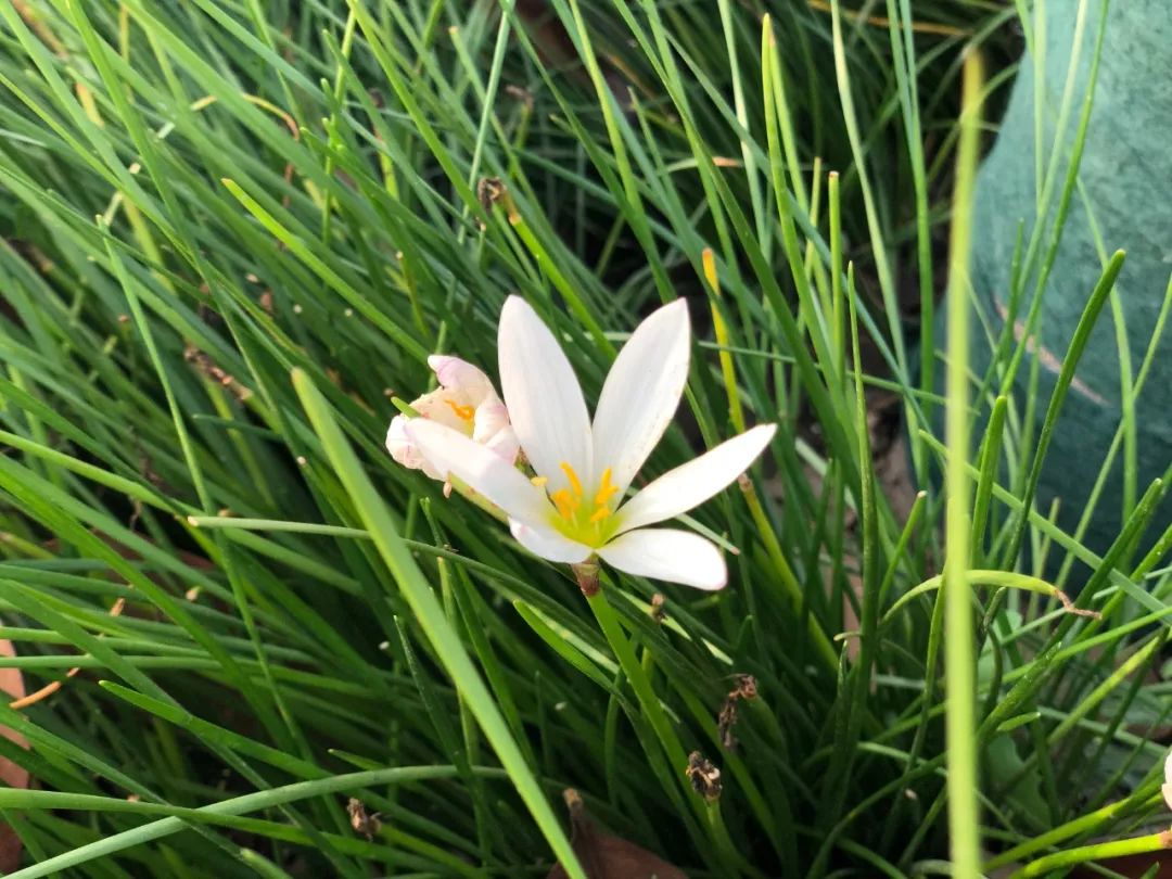 西安三大巨头,西安三巨头学校