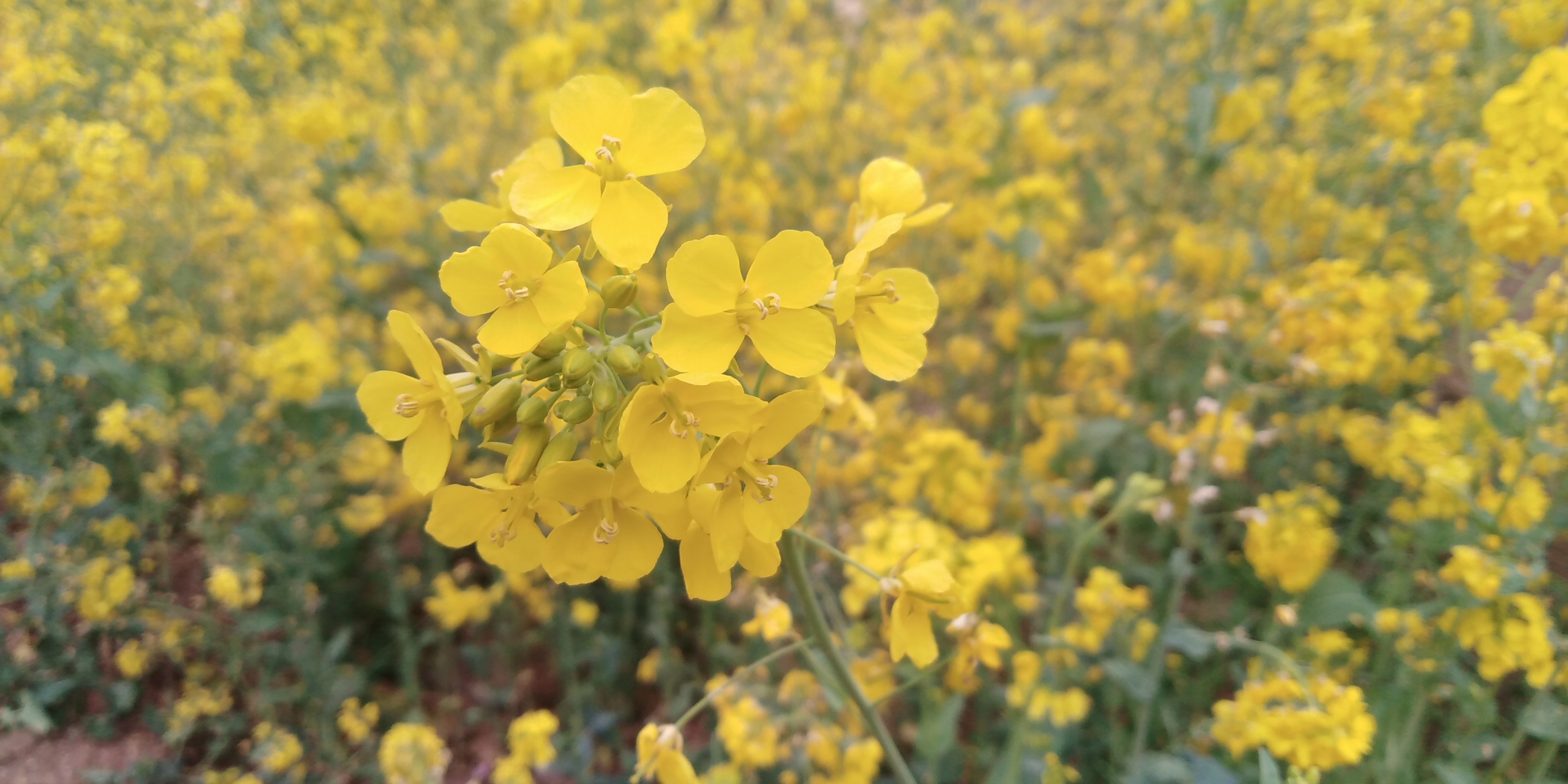 油菜花海邯郸北湖,邯郸春天适合去的公园
