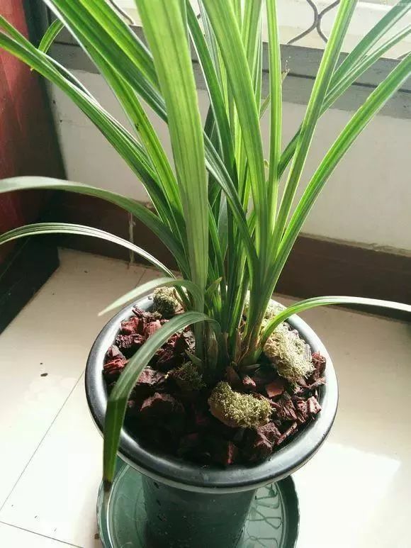 兰花冬季养护注意事项和禁忌,河南黄河以北兰花怎么越冬