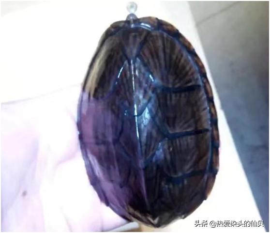 蛋龟好养程度排行,什么环境养窄桥蛋龟容易发色