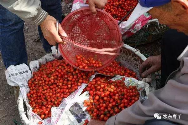 宣城本地现在还有樱桃采摘吗,宣城水东樱桃采摘