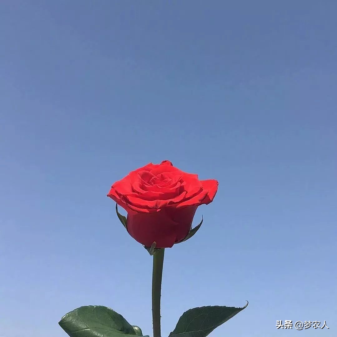 愿你此后一生幸福美满,愿你此后前程似锦