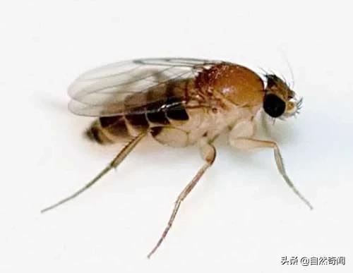 亚马逊十大凶猛植物,巴西亚马逊热带雨林动植物