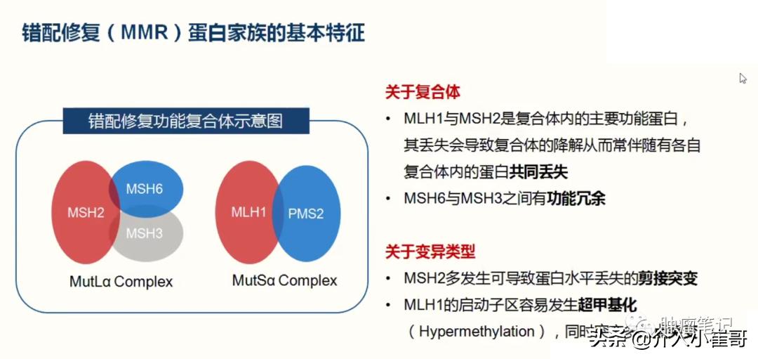 错配修复基因mmr是什么意思,MMR错配修复蛋白正常是好还是不好