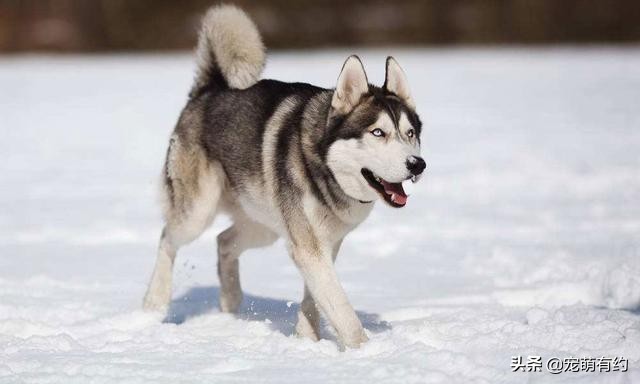 哈士奇不只是拆家他还拆狗,哈士奇不光拆家还会拆车