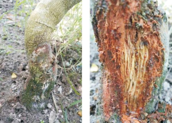 百香果基腐病喷多菌灵有效吗,台农百香果容易得茎基腐病吗