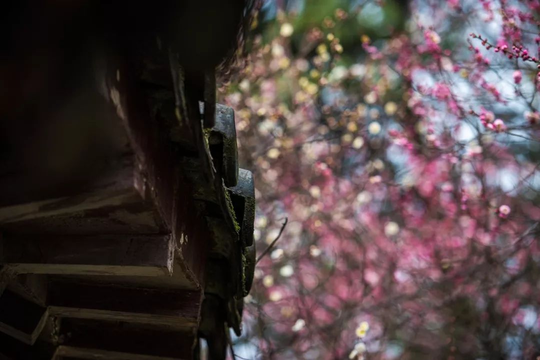 最漂亮的雨花台,雨花台风景太美了