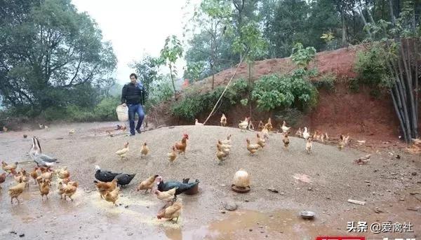 养鸡好挣钱吗,养鸡前景如何