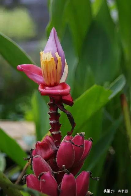 芭蕉叶画法教程,国画芭蕉画法视频