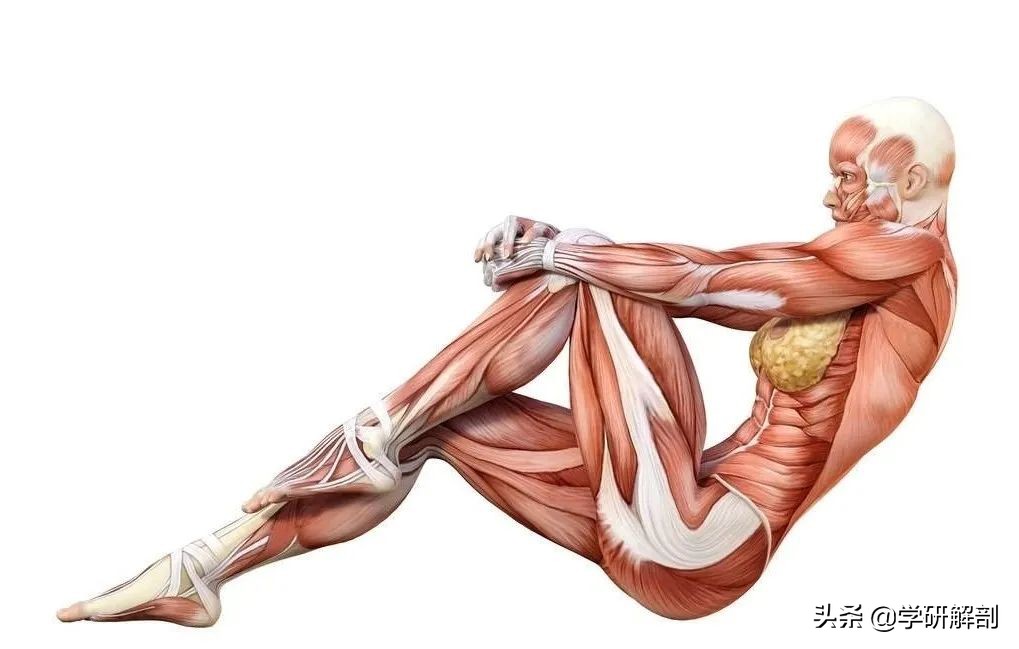 人体解剖学原理与知识,人体解剖学九大分区图