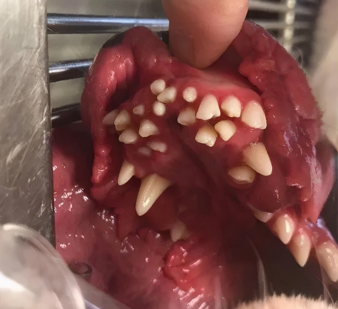 狗狗只有尖牙出现双排牙,狗狗换牙期出现双排牙需要补钙吗