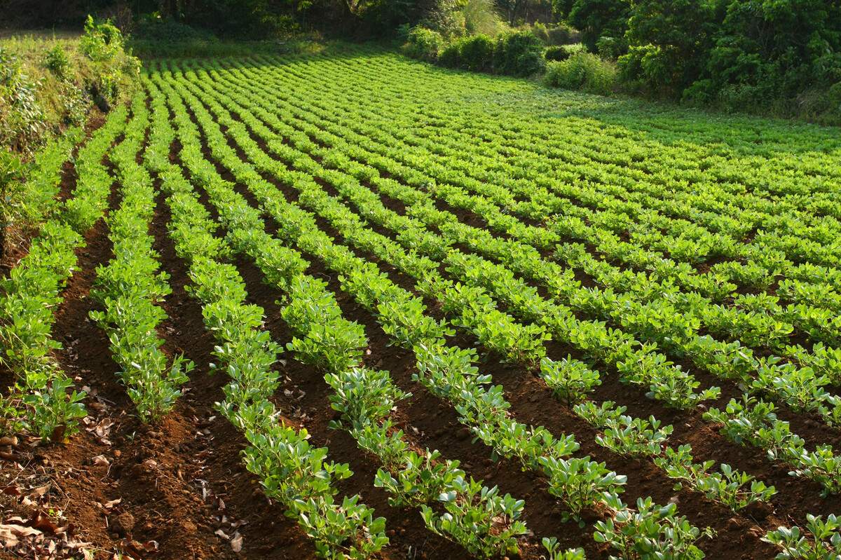 花生种植的秘诀,老一辈代代相传的花生种植方法