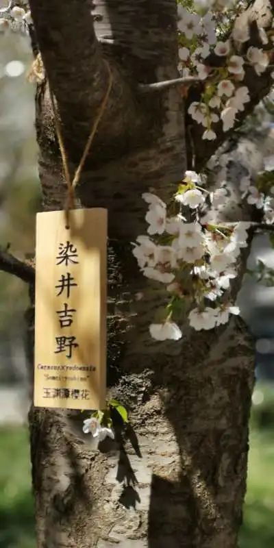 玉渊潭公园樱花新闻,玉渊潭公园樱花历史