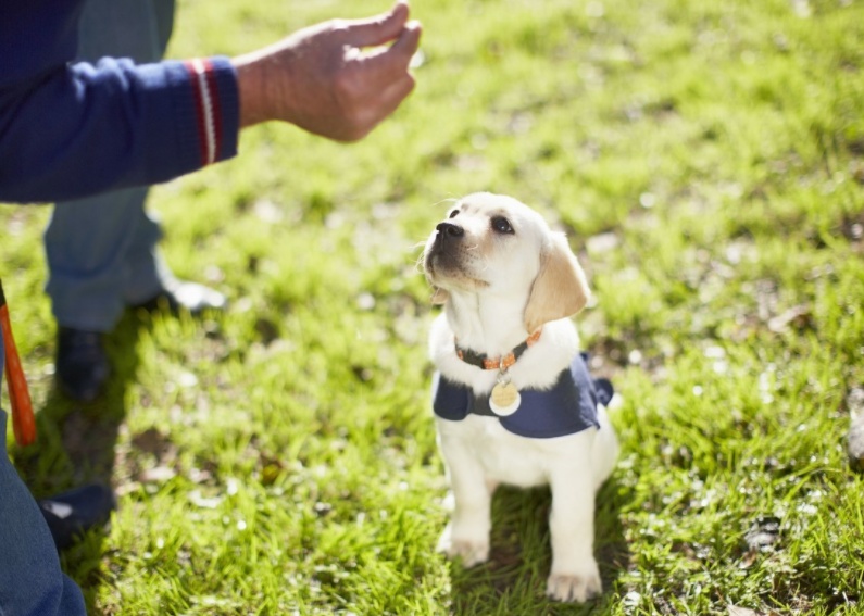 狗狗误食的症状多久出现,狗狗误食了不能吃的东西怎么办