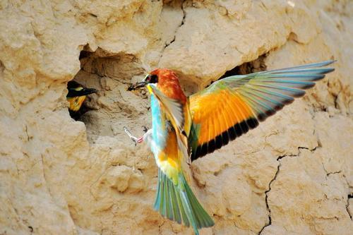 蓝胸佛法僧高清图片,蓝胸佛法僧