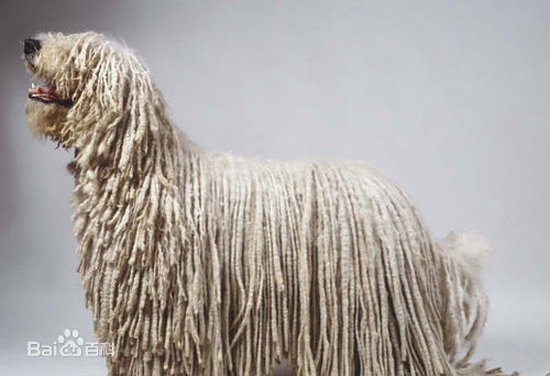 宠物狗大全免费观看,什么狗最好养又听话又聪明大型犬