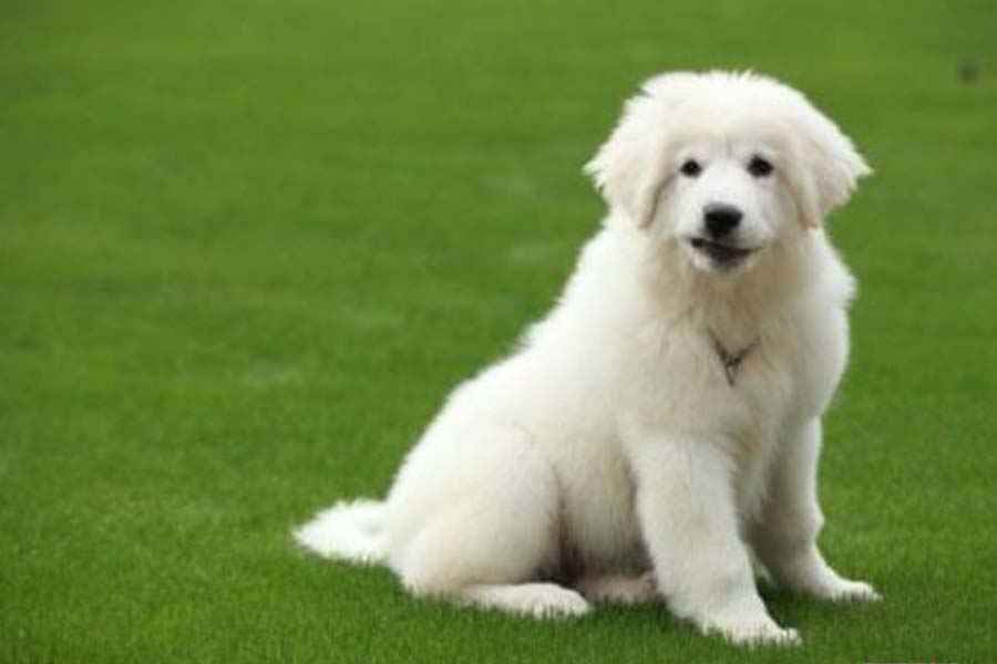 大白熊犬有多可爱,大白熊的特点和缺点